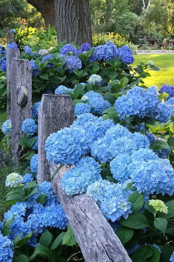 Enchanted Bloom Cascade: Nature's Elegance
